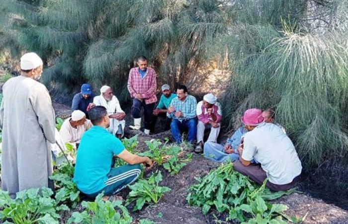 زراعة 35 ألف فدان بمحصول بنجر السكر في البحيرة.. صور