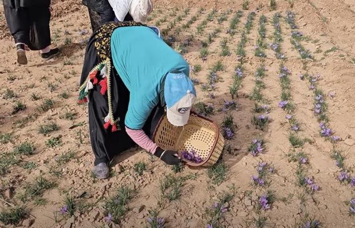 جني الزعفران في تاليوين