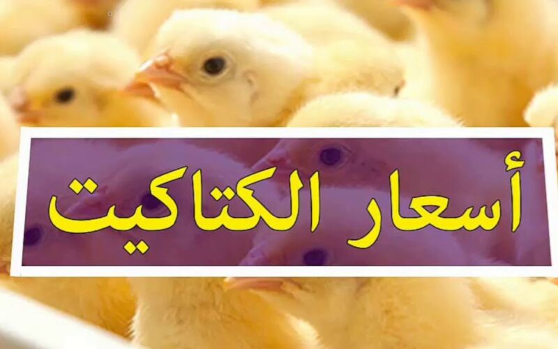 بكام النهارده ؟ اسعار الكتاكيت الأبيض اليوم الاحد ٢٨-٤-٢٠٢٤ في جميع الشركات في مصر