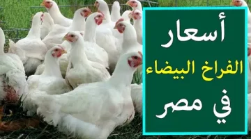 “الحلوه بكام النهارده” أسعار الفراخ البيضاء اليوم الخميس الموافق 10 اكتوبر 2024 للمستهلك في المحلات التجارية