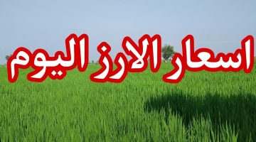 (عريض ورفيع الحبة) سعر طن الأرز الشعير اليوم الاثنين 14-10-2024 للمُستهلك والتجار بجميع الاسواق المحلية