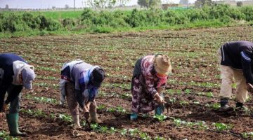 الزراعة المغربية و”الإجهاد المائي” .. قيود قانونية تمنع التعديل الجيني