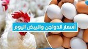 أسعار الدواجن والبيض اليوم الاثنين 23-12-2024 بمحافظة البحيرة