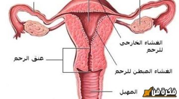 علاج آلام الدورة الشهرية: اكتشف أفضل الطرق الطبيعية والفعّالة للتخفيف من المعاناة واستعادة راحتك!