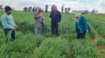 الزراعة تدعم مزارعي النوبارية بالإرشادات الفنية و60 حقلا إرشاديا لمحصول القمح