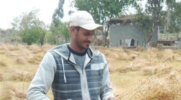 الكتان المصري.. محصول استراتيجي شتوي يدخل في العديد من الصناعات