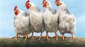 بورصة الدواجن اليوم.. أسعار الفراخ البيضاء الآن 4-5-2025 في الأسواق