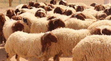 شوادر عيد الأضحى لتوفير الخراف الحية واللحوم بدءا من 20 مايو