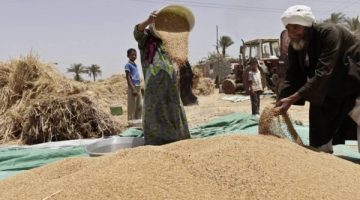 نتوقع أن يصل انتاج القمح هذا العام إلى 10 ملايين طن