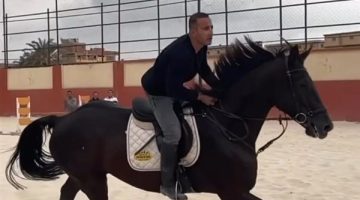 كيف تميز الخيول العربية الأصيلة؟.. اتحاد الفروسية يكشف