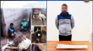 ضبط “راعى أغنام” تعدى على كلاب ضالة بالبحيرة باستخدام “عصا مسامير”