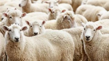 نصائح هامة عليك اتباعها.. كيف تختار أضحية العيد 2025؟
