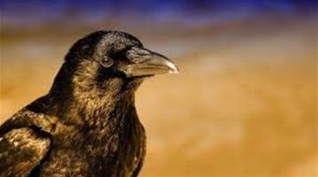 تفسير رؤية الغراب في المنام لابن سيرين.. خير أم شر؟