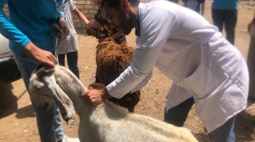 قافلة بيطرية لخدمة أهالي أبو عليوة الشرقية بسيدي سالم