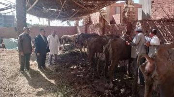 أكثر من 172 ألف رأس ماشية تحصنت ضد الحمى القلاعية