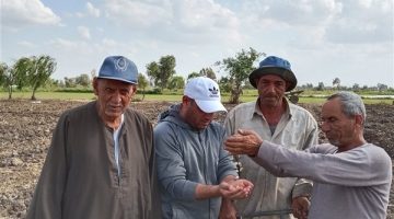 انطلاق موسم زراعة اللب السوبر فى محافظة كفر الشيخ