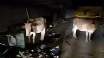 عبور 200 بقرة الحدود من مستوطنات غزة نحو القطاع جراء الحرائق