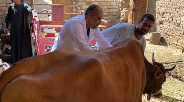 قافلة بيطرية مجانية في العمارنة بقنا لرفع الوعي وتقديم الرعاية الصحية للحيوانات