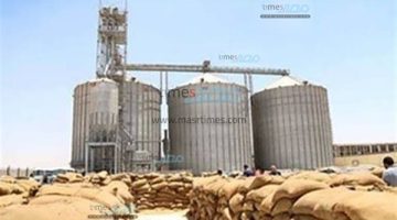 توريد نحو 64 ألف طن قمح محلي لصوامع وشون بني سويف