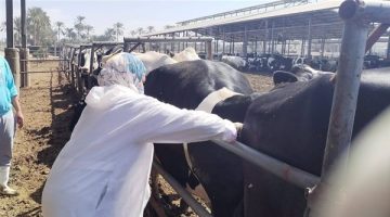 “الزراعة” تكثف جهودها لرصد الأمراض الوبائية الحيوانية لتحصينات البروسيلا والسل|تفاصيل
